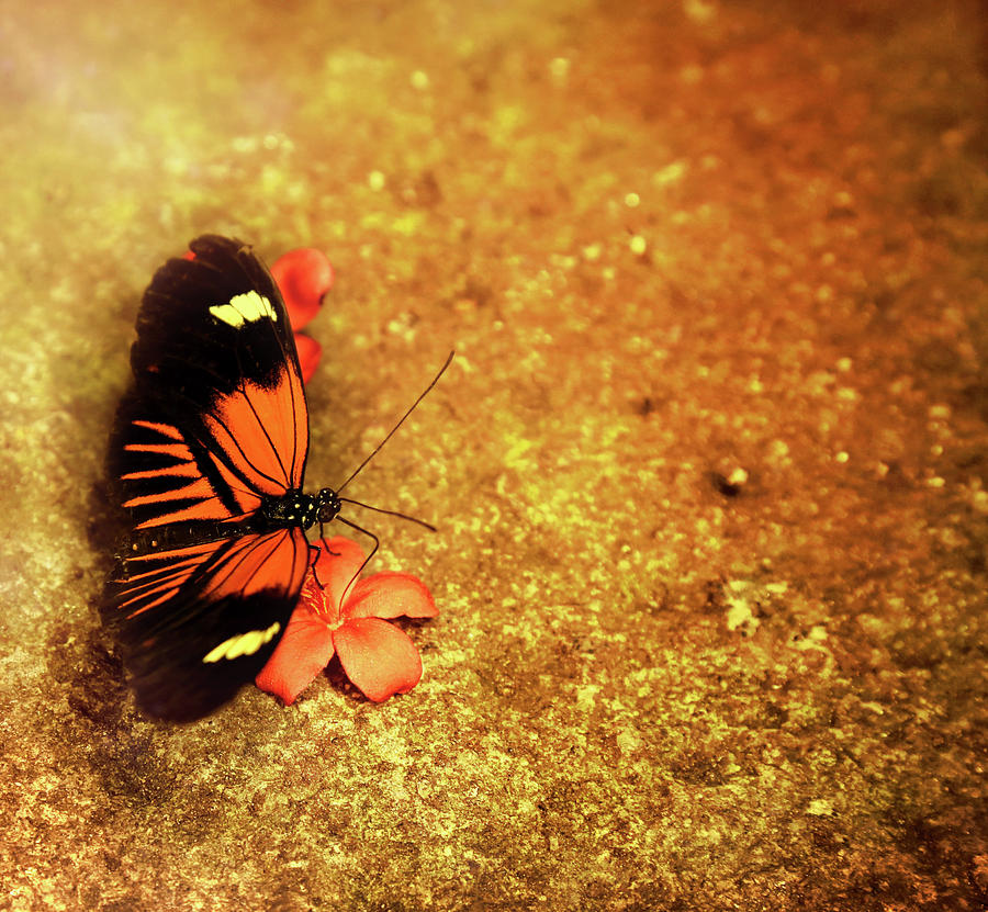 Butterfly Fantasy Photograph by Judy Vincent