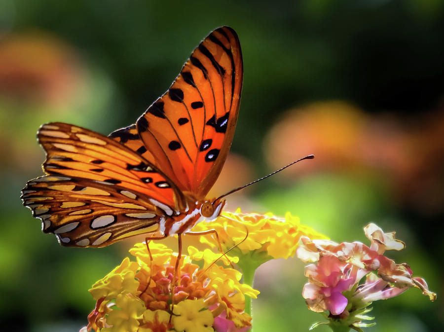 Butterfly Fascination Photograph by Karen Wiles