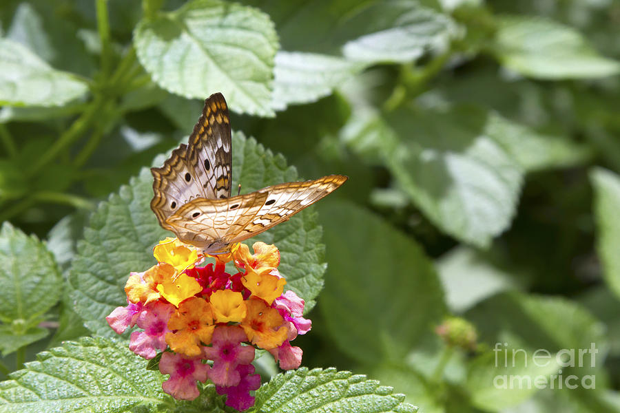 Butterfly Feeding on Bright Flower Photograph by Karen Foley