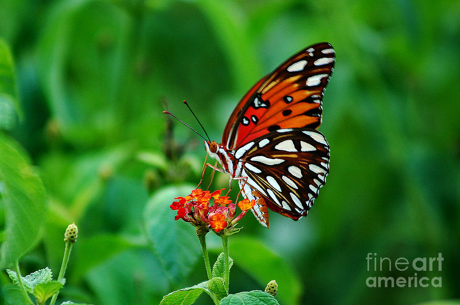 Butterfly Feeding on Lantana Photograph by DB Hayes