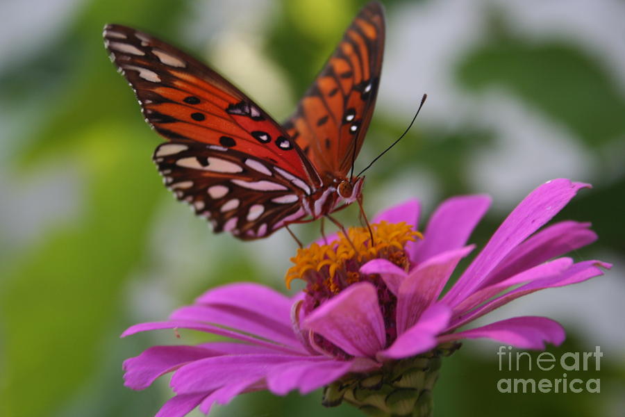 Butterfly Photograph - Butterfly Feeding on Zinnia by Maria Young