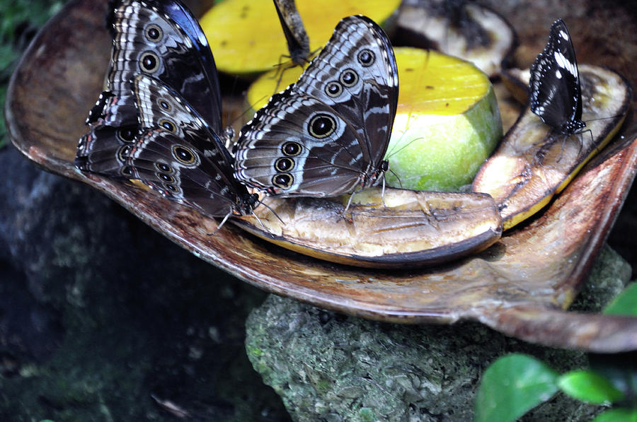 butterfly feeding station