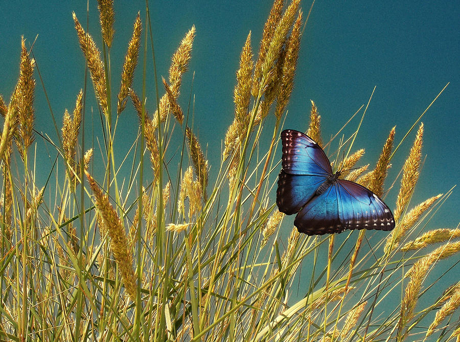 Butterfly Fields of Grain Blue Photograph by David Dehner
