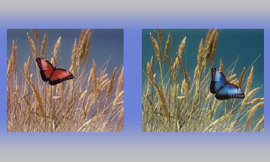 Butterfly Painting - Butterfly Fields of Grain by David Dehner