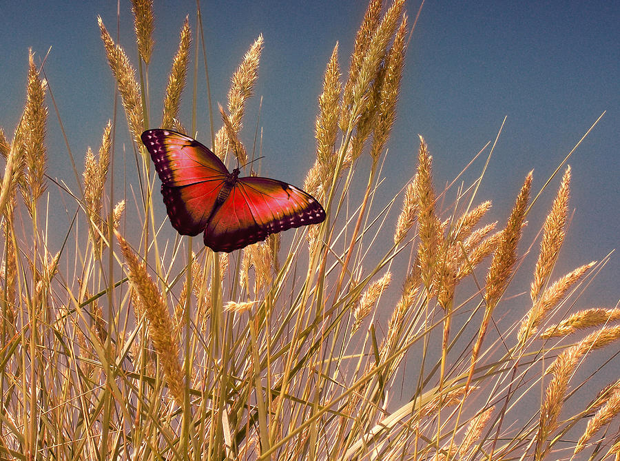 Butterfly Fields of Grain Red Photograph by David Dehner