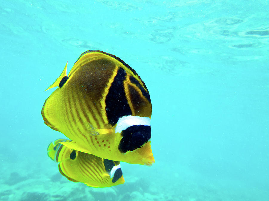 Butterfly Fish Photograph by Christopher Johnson