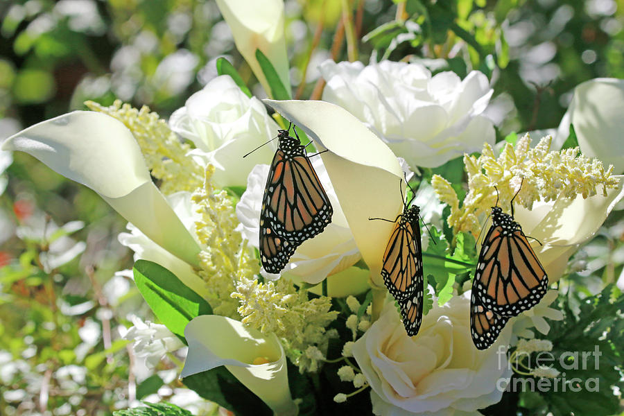 Butterfly Florist Photo Photograph by Luana K Perez