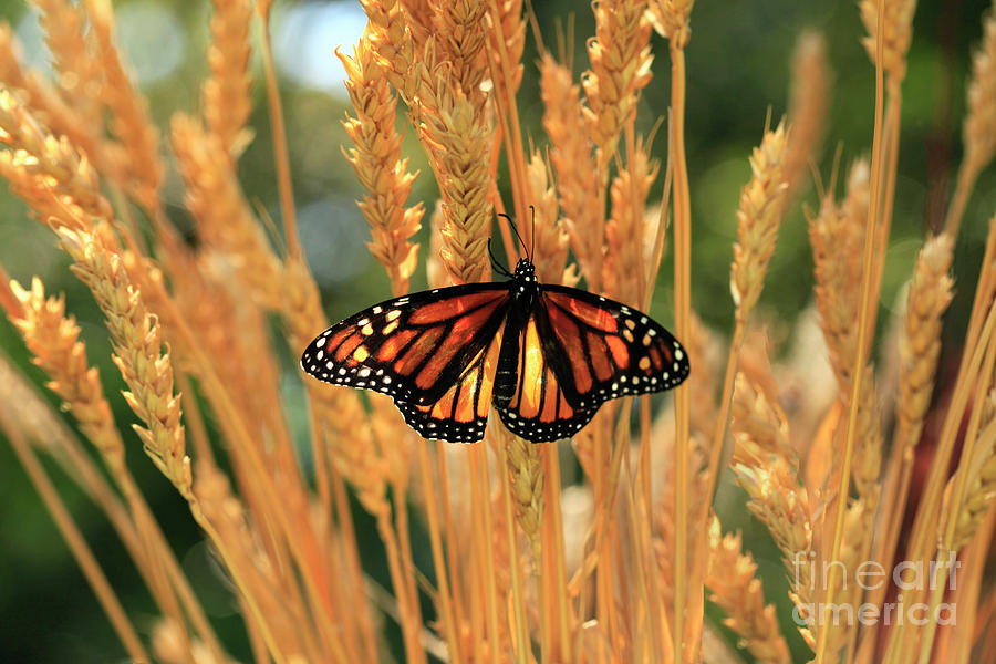 Butterfly Fluttering in Wheat Field Photo Photograph by Luana K Perez