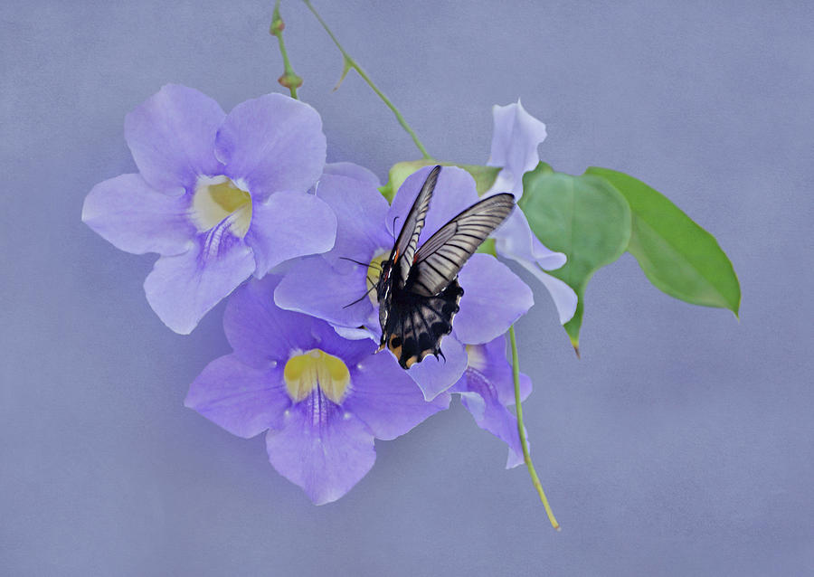 Butterfly Fluttering Photograph by Sandy Keeton
