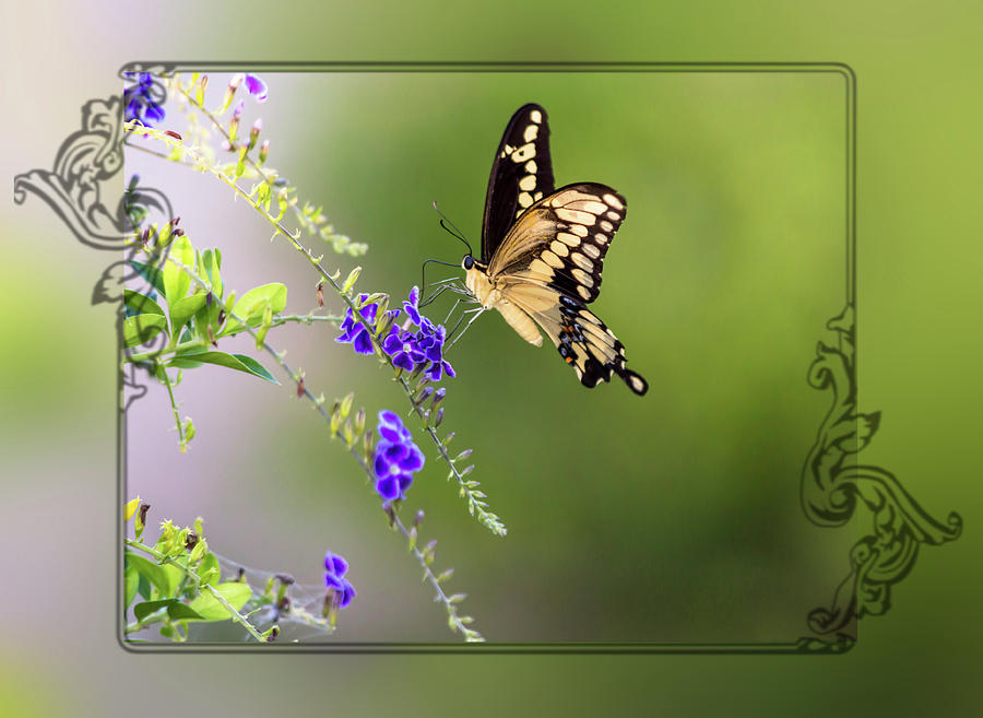 Butterfly Framed Photograph by Leticia Latocki