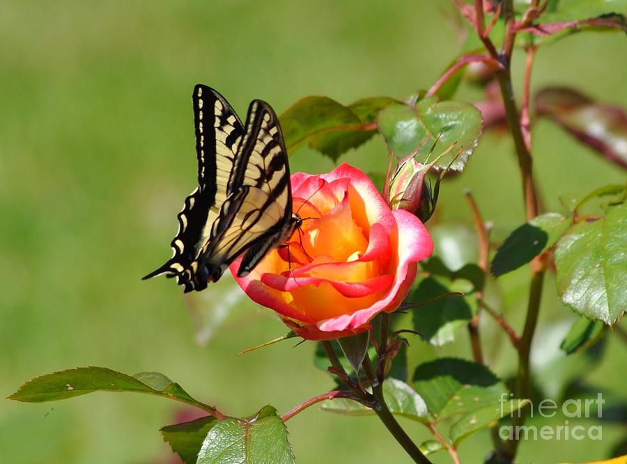 Butterfly free Photograph by Frank Larkin