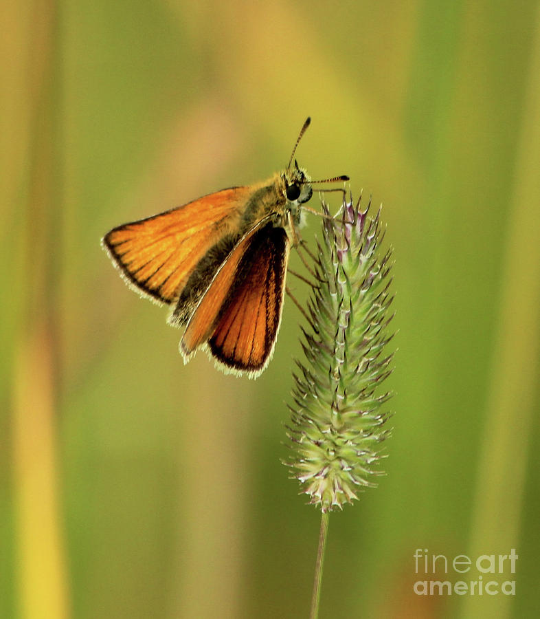 Butterfly from the Prairie Photograph by Ann E Robson