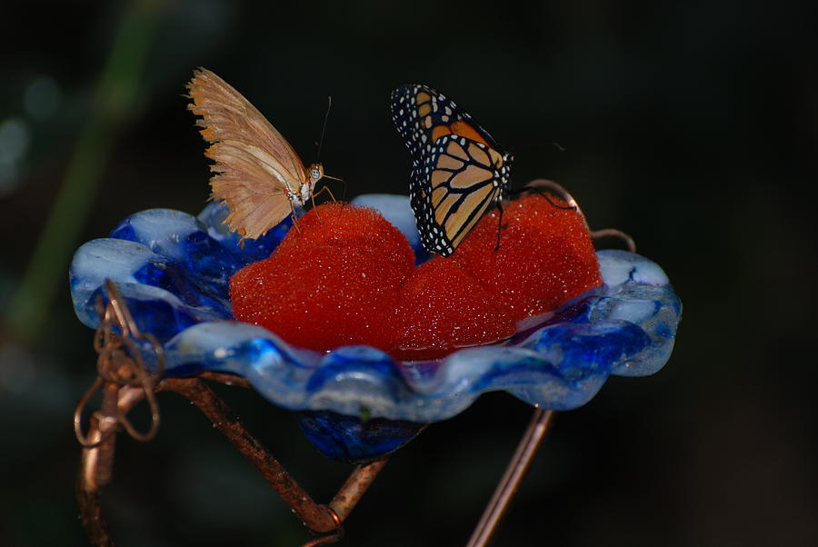 Butterfly Fruit Photograph by Richard Bryce and Family