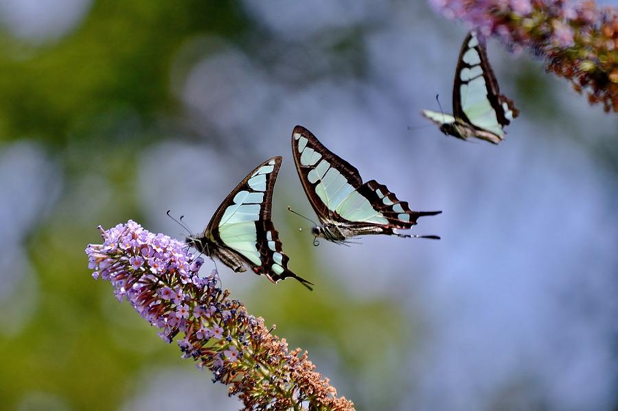 Butterfly Games Photograph by Kim Bemis