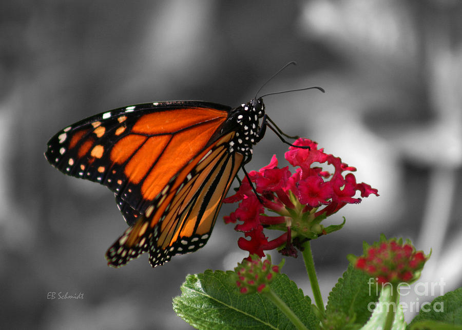 Butterfly Garden 01 - Monarch Photograph by E B Schmidt