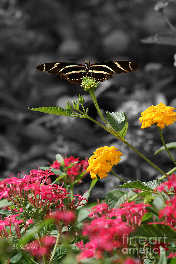 Butterfly Garden 05 - Zebra Heliconian Photograph by E B Schmidt