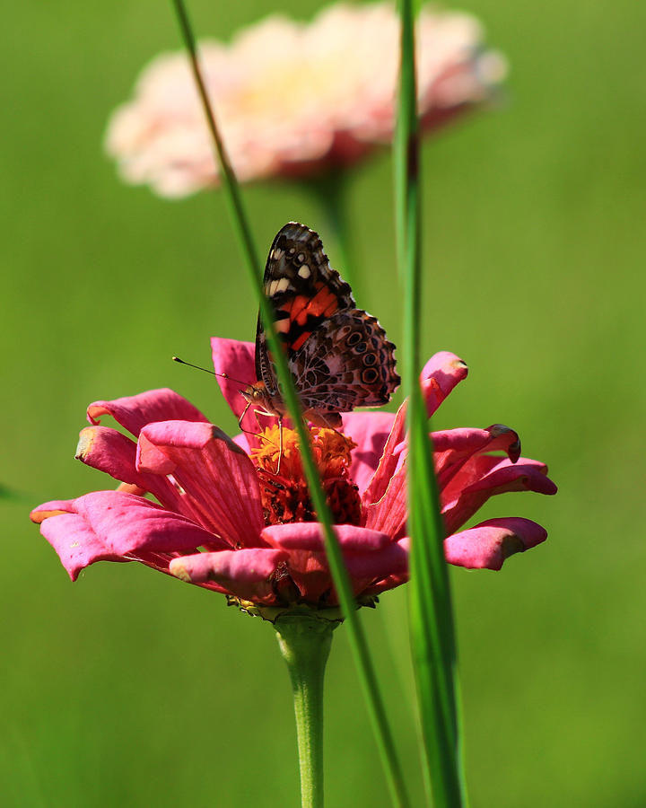 Butterfly Garden 1 Photograph by Kevin Wheeler