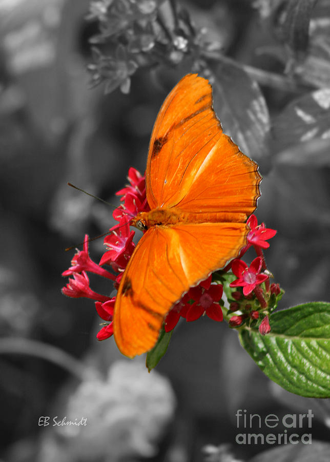 Butterfly Garden 16 - Julia Heliconian Photograph by E B Schmidt