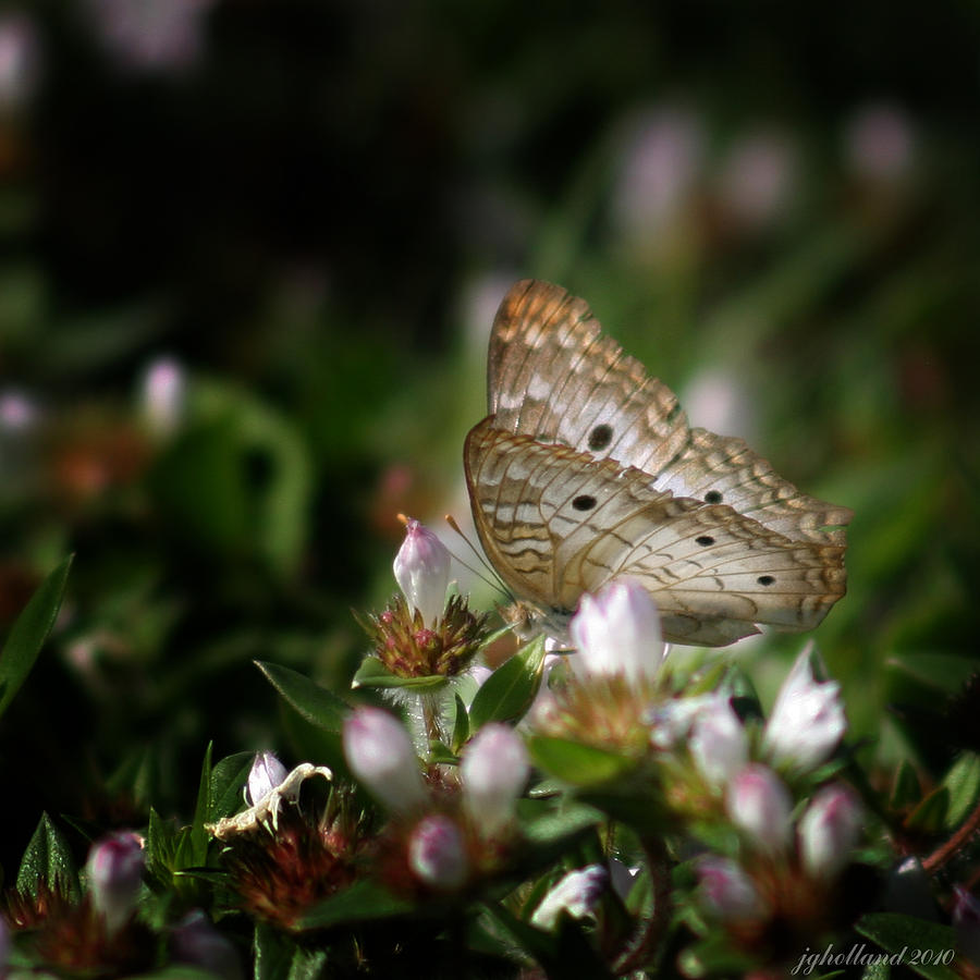 Butterfly Garden 3 Photograph by Joseph G Holland