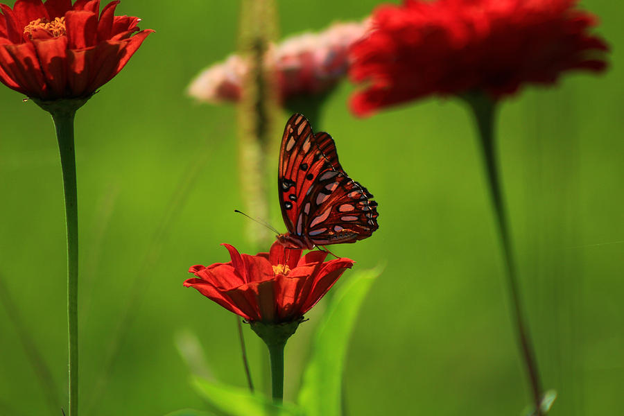 Butterfly Garden 3 Photograph by Kevin Wheeler