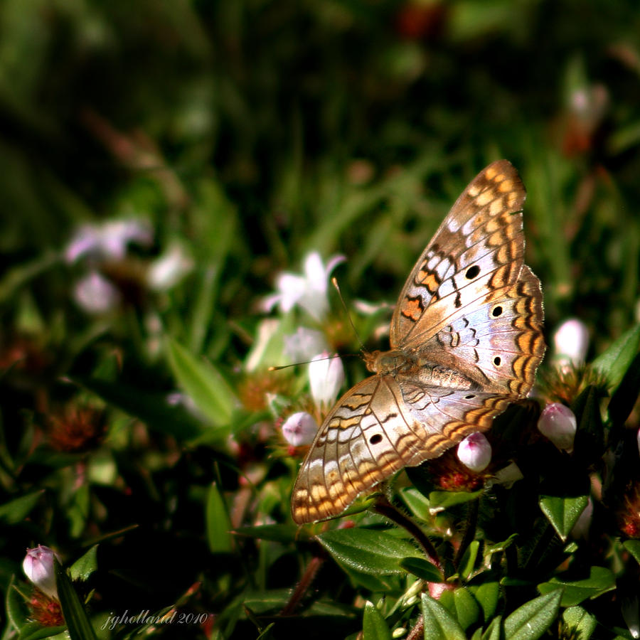 Butterfly Garden 4 Photograph by Joseph G Holland