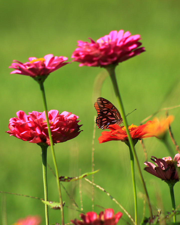 Butterfly Garden 4 Photograph by Kevin Wheeler