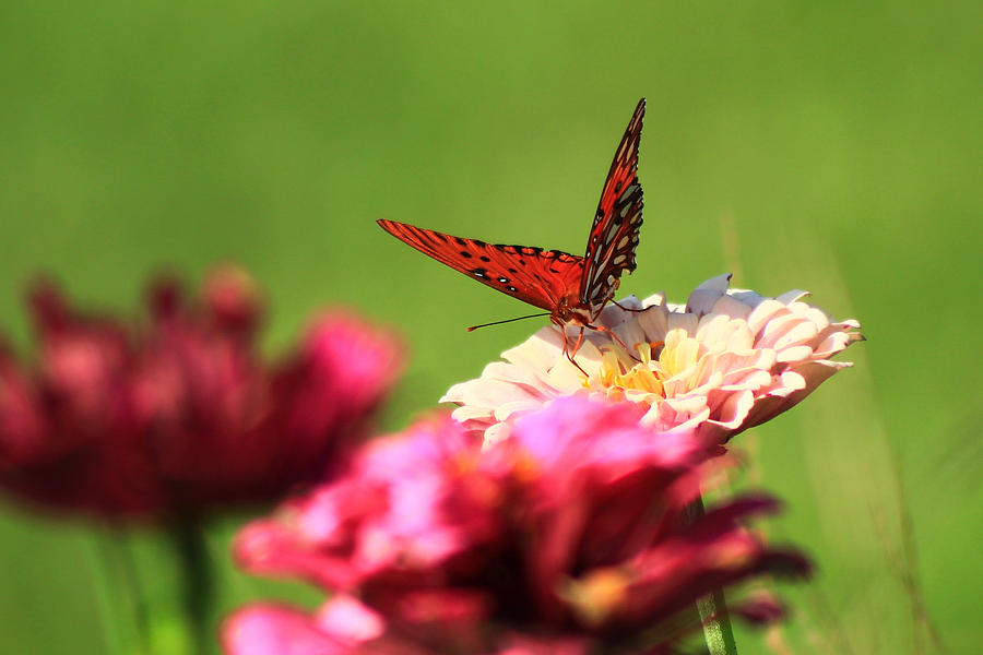Butterfly Garden 5 Photograph by Kevin Wheeler