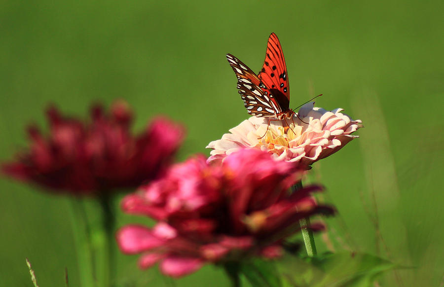 Butterfly Garden 6 Photograph by Kevin Wheeler