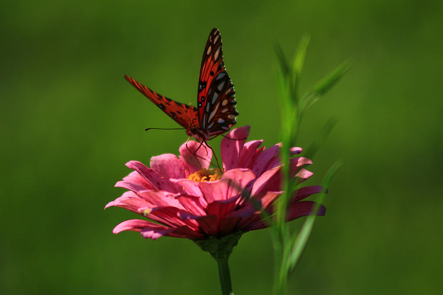 Butterfly Garden 8 Photograph by Kevin Wheeler