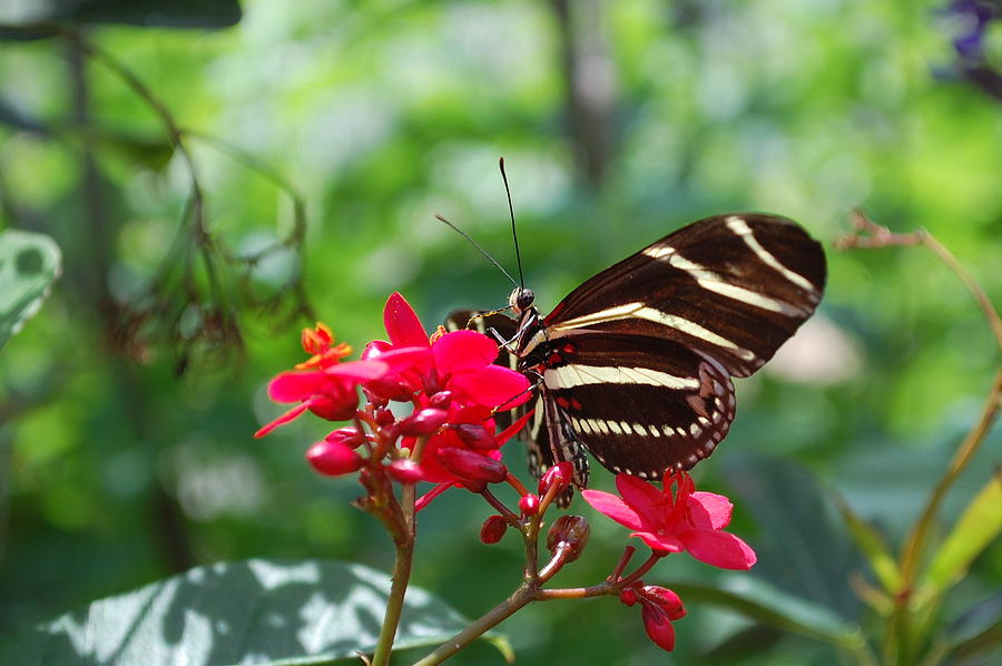 Butterfly Photograph - Butterfly Garden by Amanda Lonergan