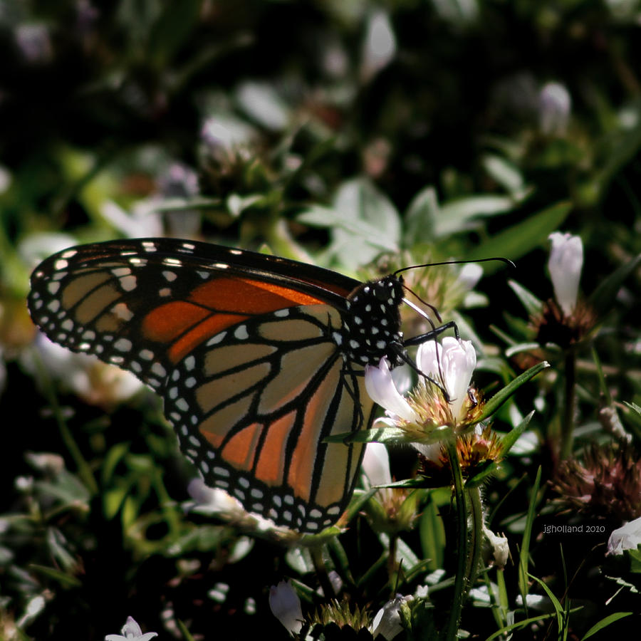 Butterfly Garden Photograph by Joseph G Holland