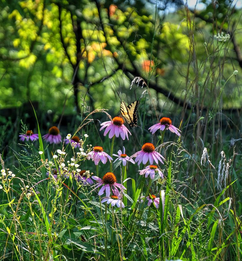Butterfly Garden Photograph by Ronda Ryan