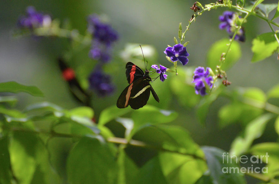 Butterfly Garden With Postman Butterfly on a Flower Photograph by DejaVu Designs