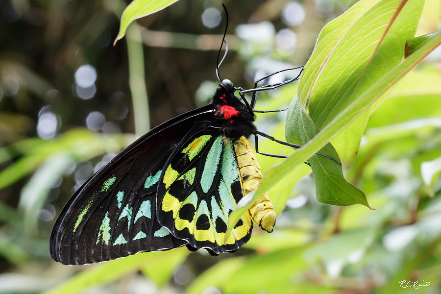 Butterfly World - Cairns Birdwing Photograph by Ronald Reid