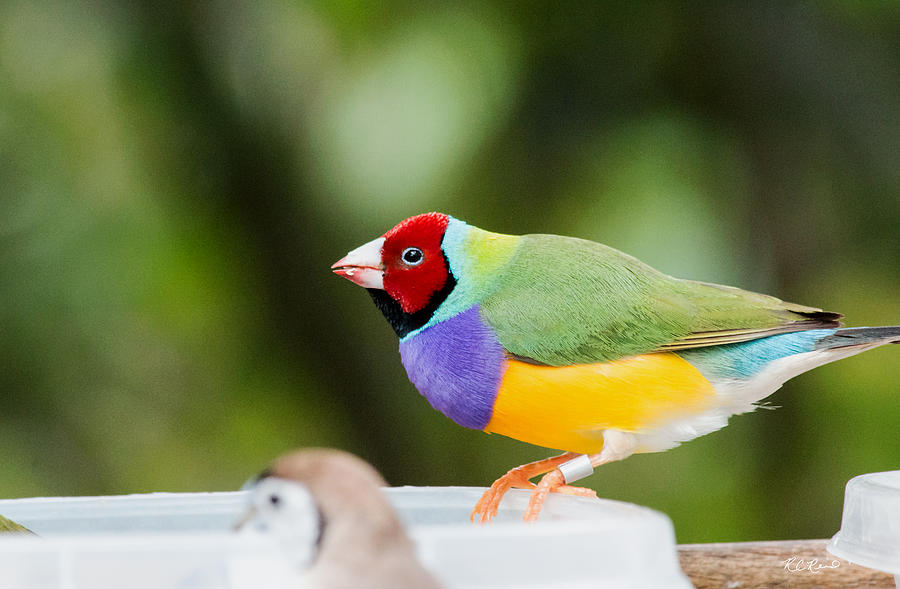 Butterfly World - Red Headed Male Gouldian Finch Photograph by Ronald Reid