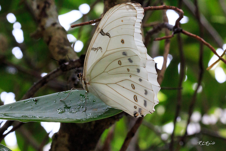 Butterfly World - White Orpho Photograph by Ronald Reid