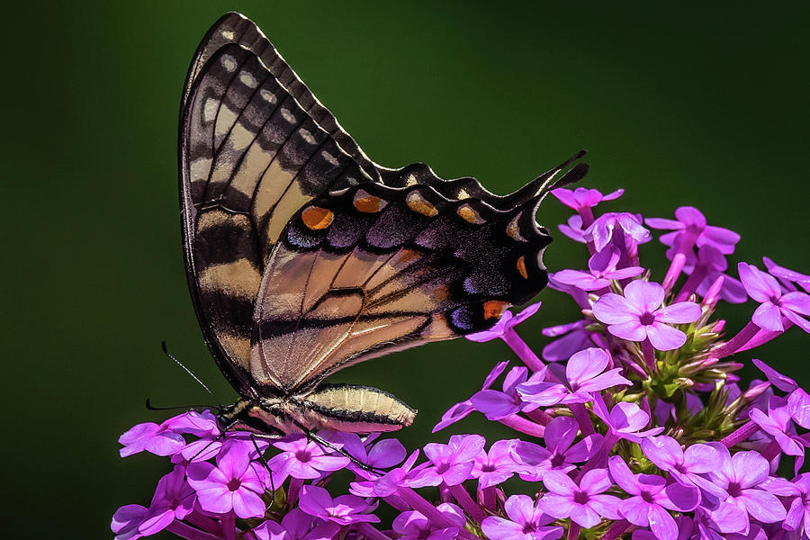 Butterfly Photograph by Gary E Snyder