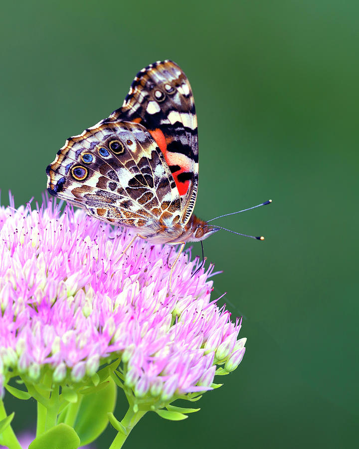 Painted Lady Butterfly  Photograph by Gary Langley