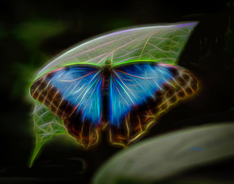 Butterfly Glow 1 Photograph by Will Wagner