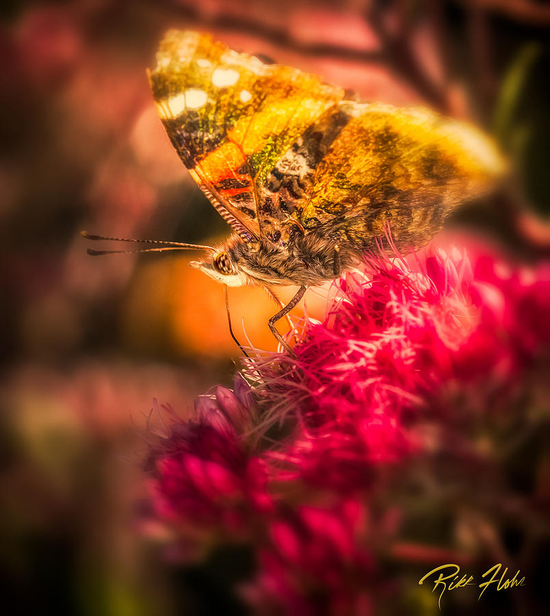 Butterfly Glow Photograph by Rikk Flohr