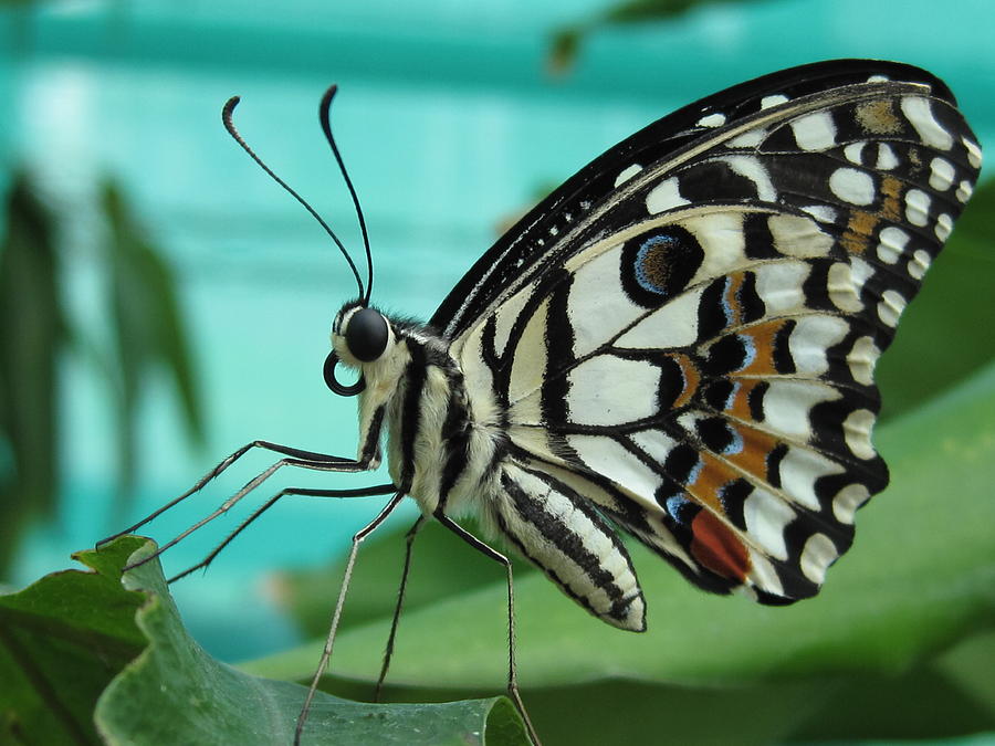 Butterfly  Photograph by Gouzel -