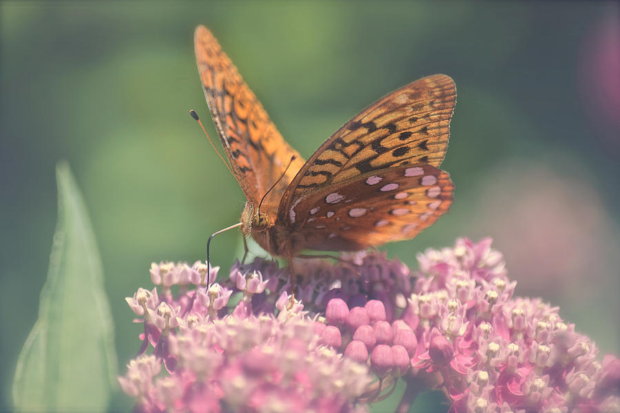 Butterfly Grace Photograph by Kay Jantzi