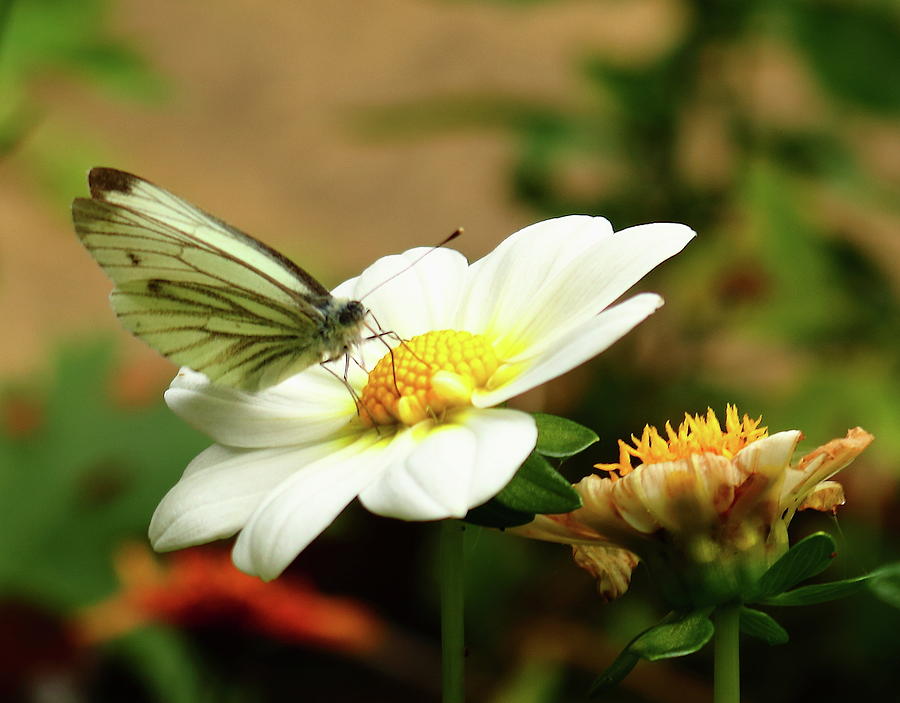 Butterfly Green-veined White Photograph by Jeff Townsend
