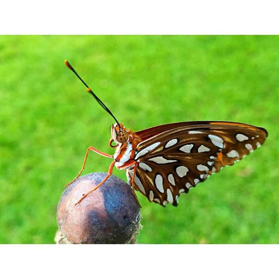 Butterfly #gulffritillarybutterfly Photograph by Joan McCool