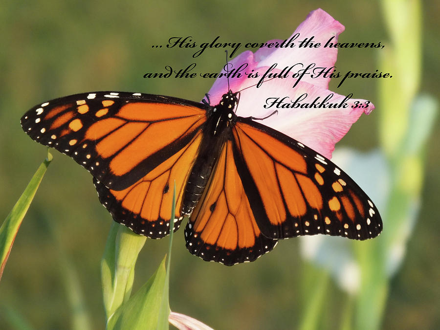 Butterfly Habakkuk Scripture Verse Photograph by Cindy Treger