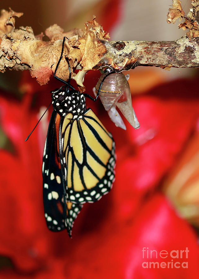 Best Monarch Butterfly photo Photograph by Luana K Perez