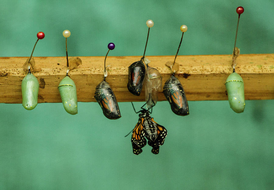 Butterfly Hatchlings Photograph by Venetia Featherstone-Witty