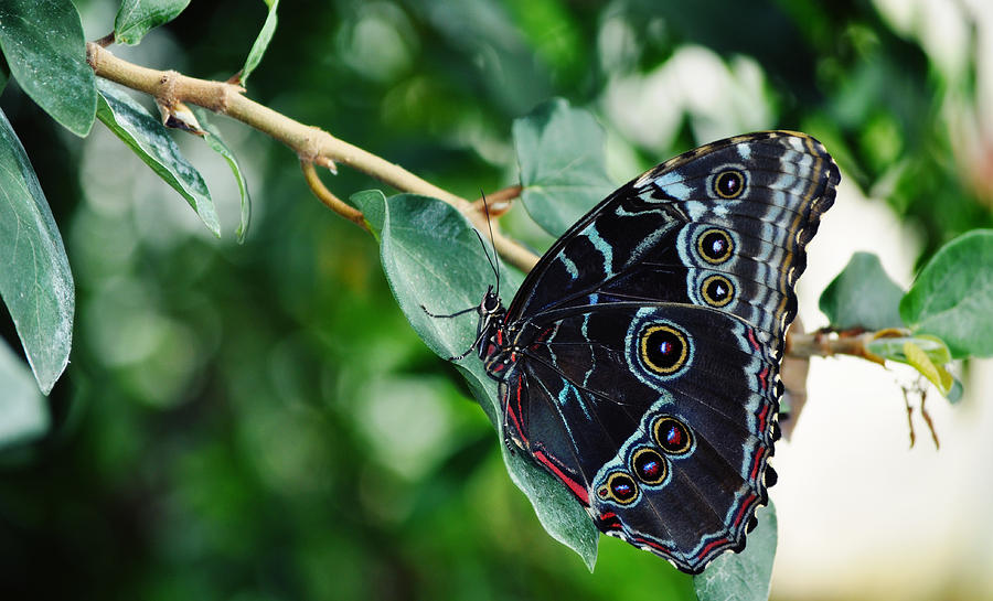 Butterfly Haven Photograph by Kyle Hanson
