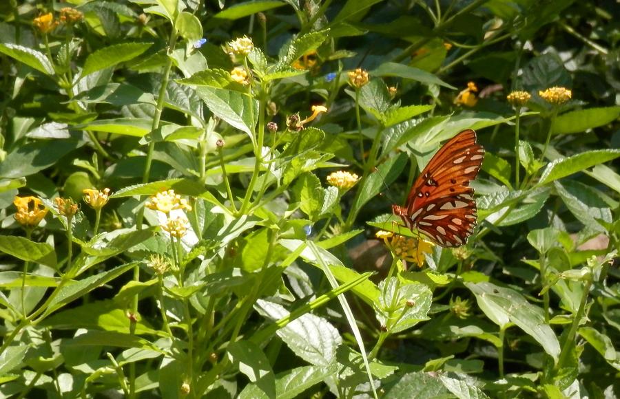 Butterfly Heaven Photograph by Belinda Lee