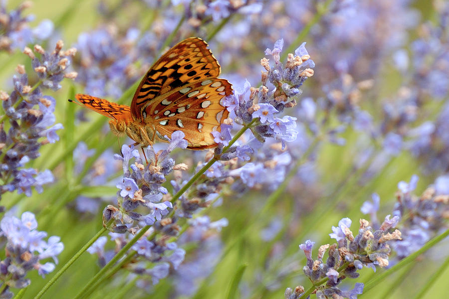 Butterfly Heaven Photograph by Lara Ellis